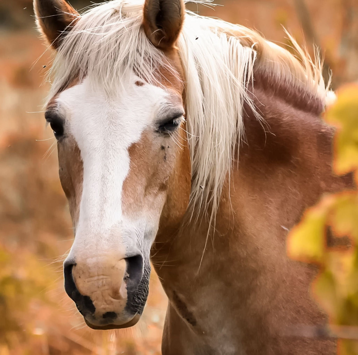 Transition d'automne pour chevaux