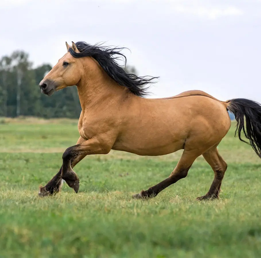 Stress &amp; anxiété cheval : compléments naturels pour calmer sans médicament