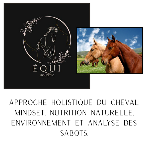 Consultation holistique personnalisée pour votre cheval — Julie podologue équin EquiHolistik Québec